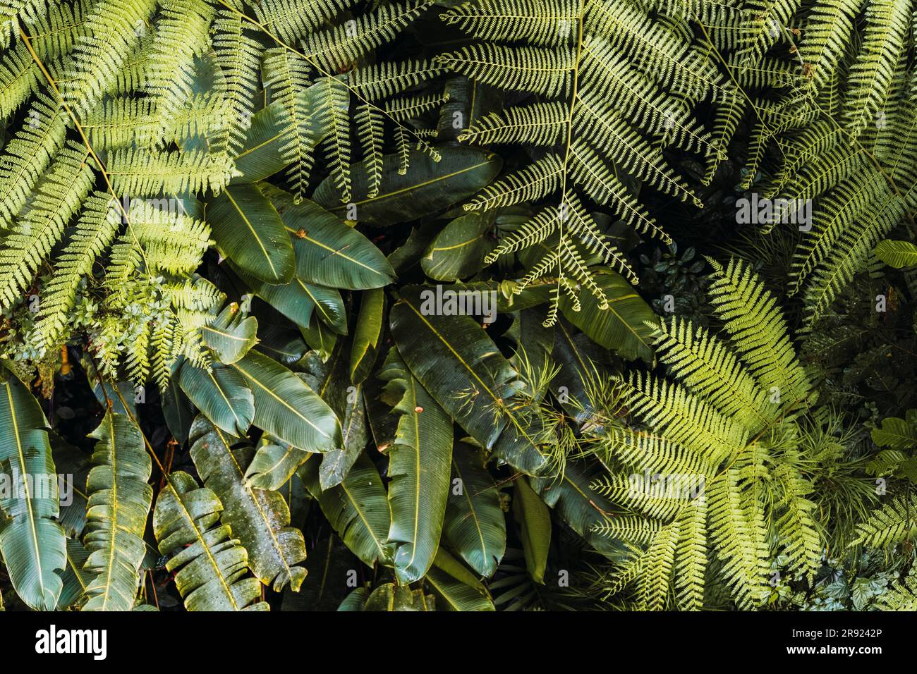 Lush green leaves hi-res stock photography and images - Alamy