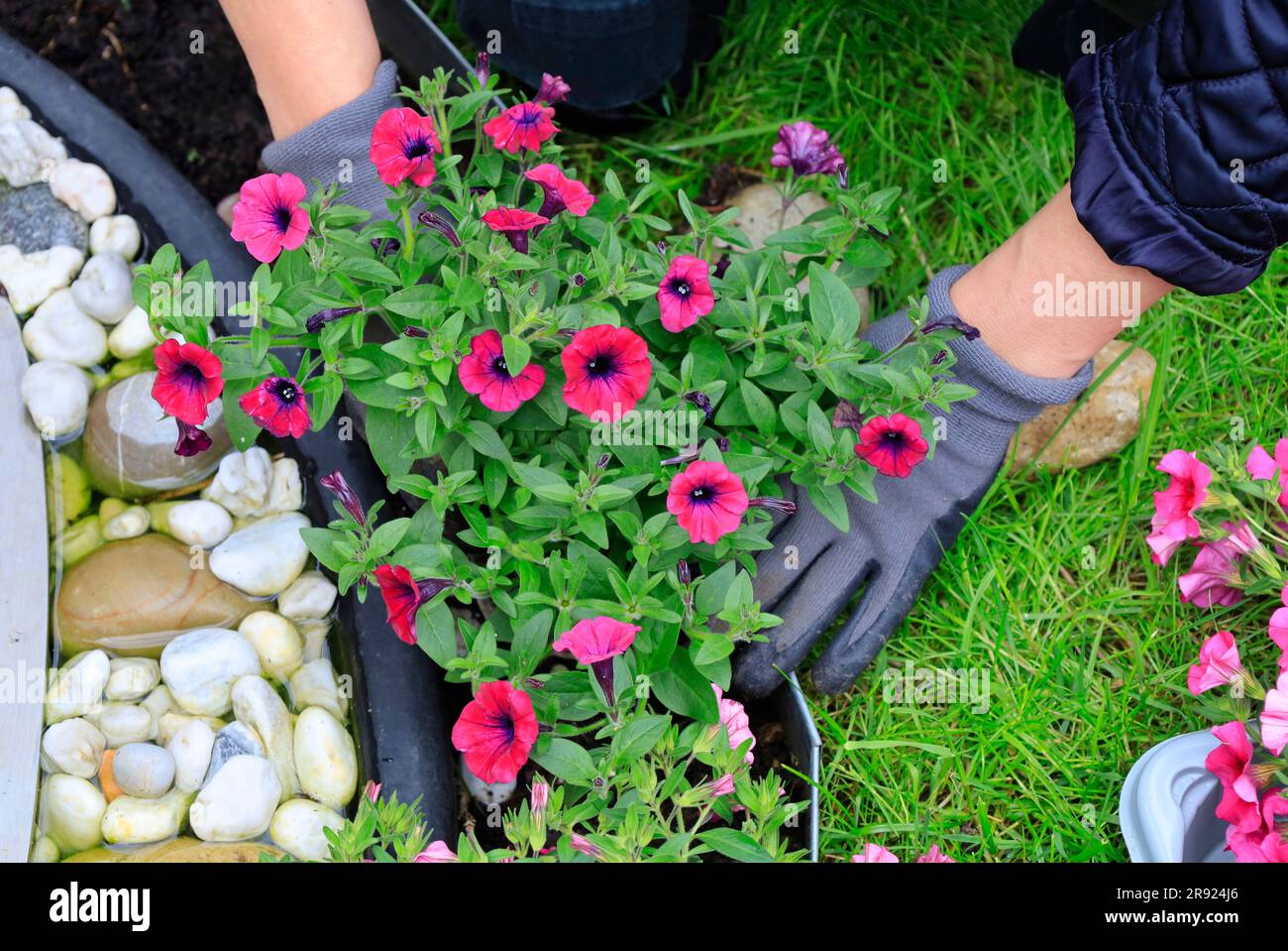 Mature woman gardening planting flowers hi-res stock photography and ...