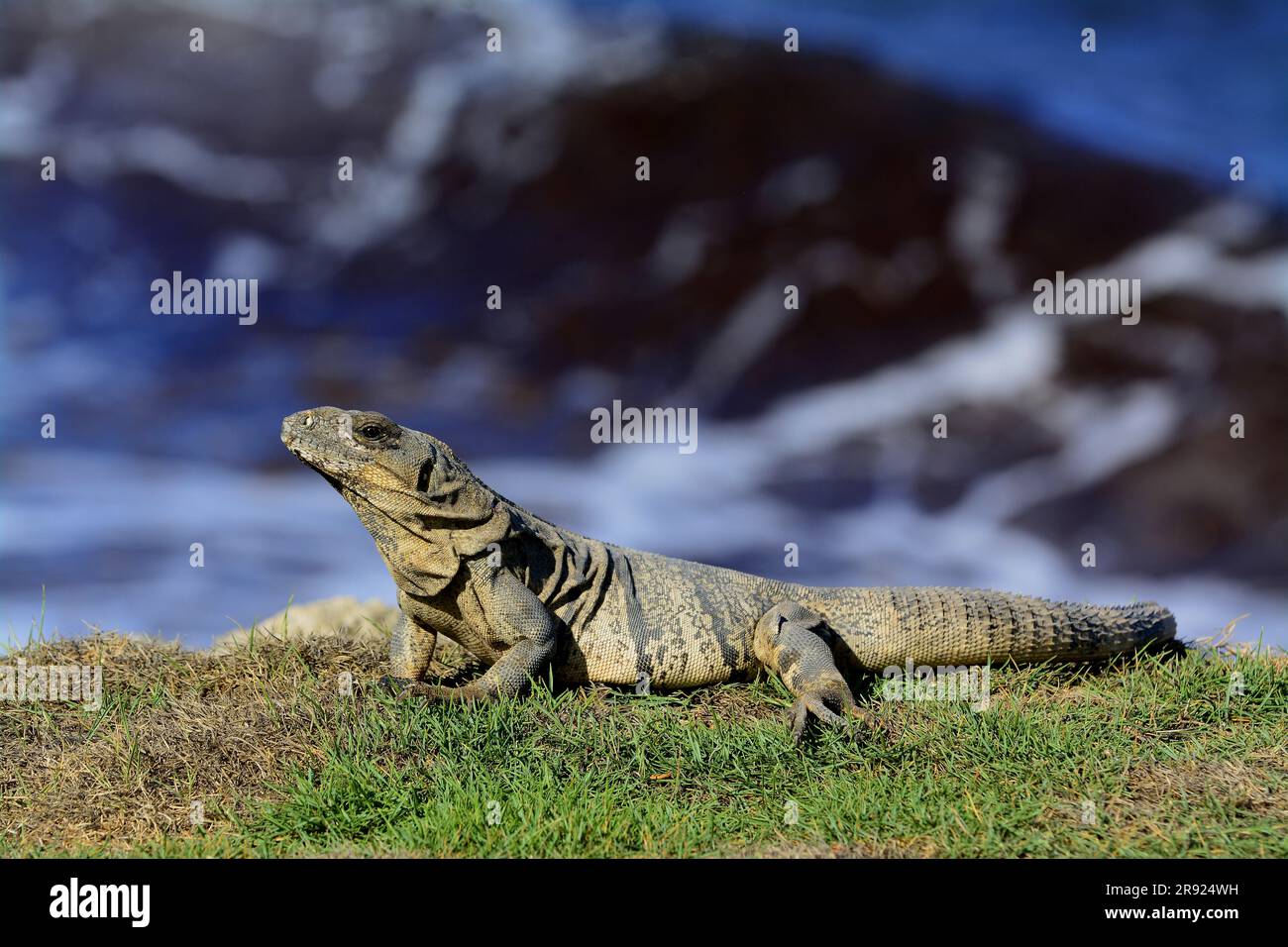 Mexican Spine Tailed Iguana Sunning in grass Stock Photo