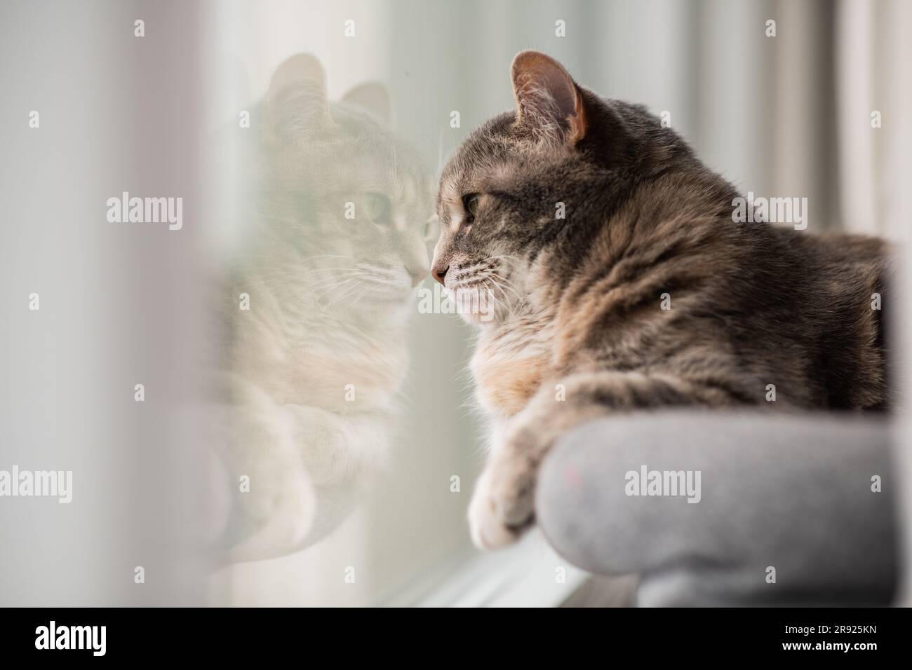 A grey dilute torbie cat with her nose pressed against the window looking at birds outside, her reflection in window, and negative space for copy Stock Photo