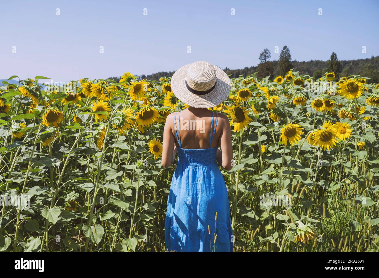 Woman wearing sunflower hat hi-res stock photography and images - Alamy