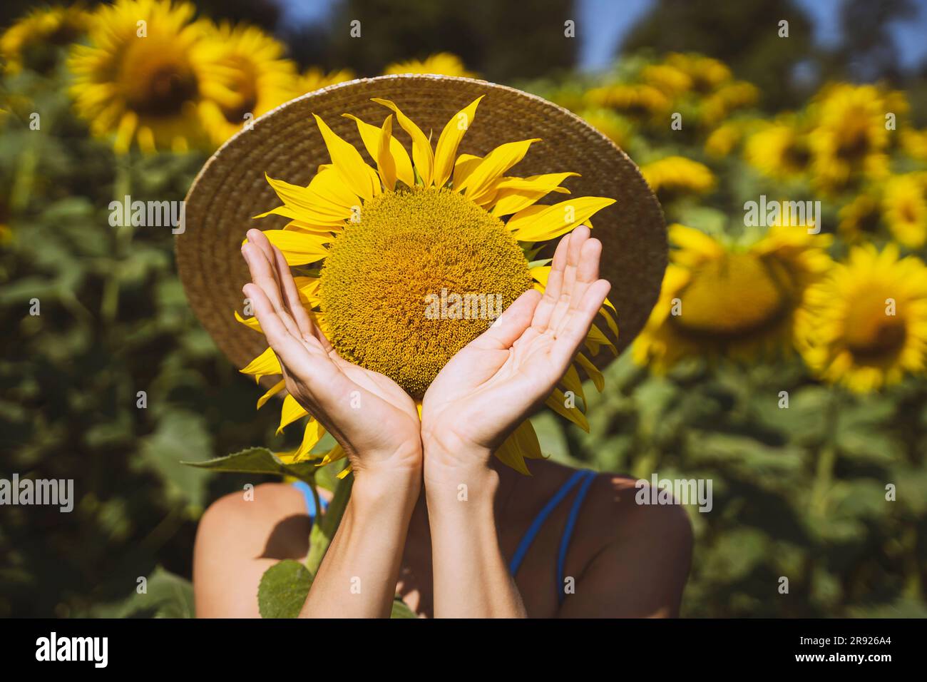 Playful woman covering face with sunflower Stock Photo