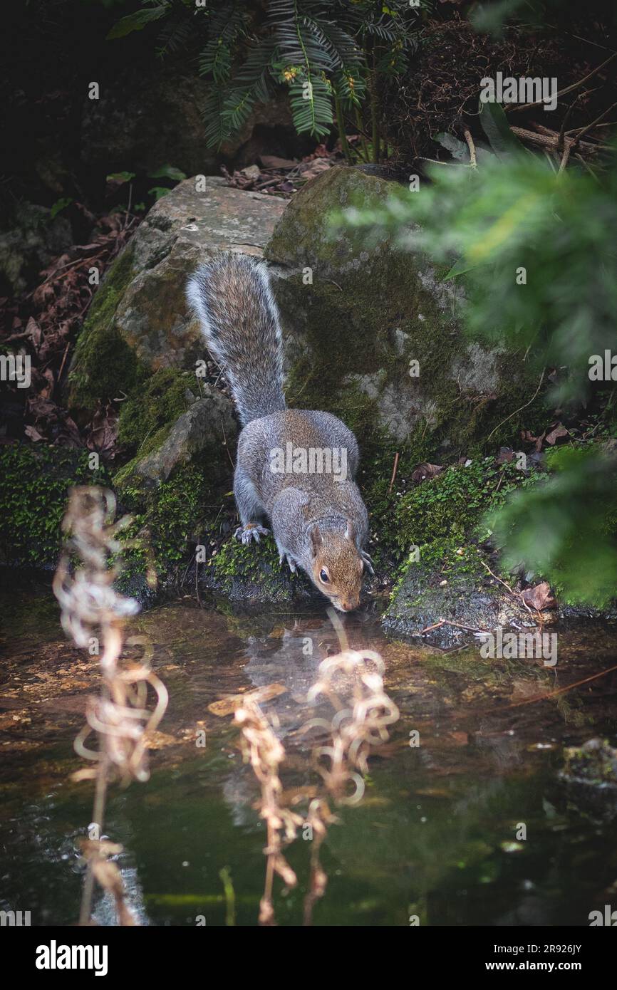 A small gray squirrel stands perched atop a group of rocks in a dimly lit area, facing a body of water Stock Photo