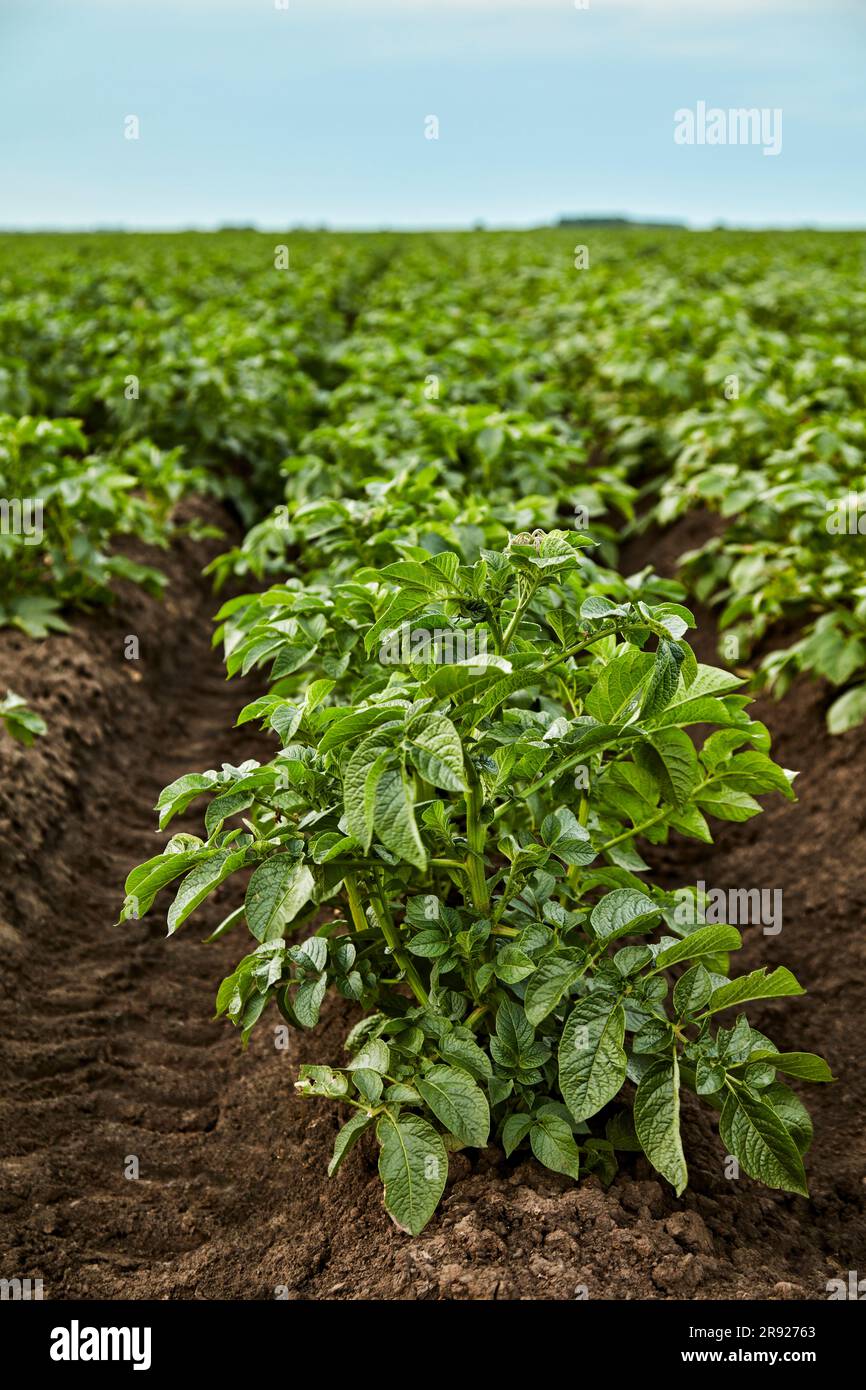 Potatoes Rows Potatoes rows hi-res stock photography and images - Alamy