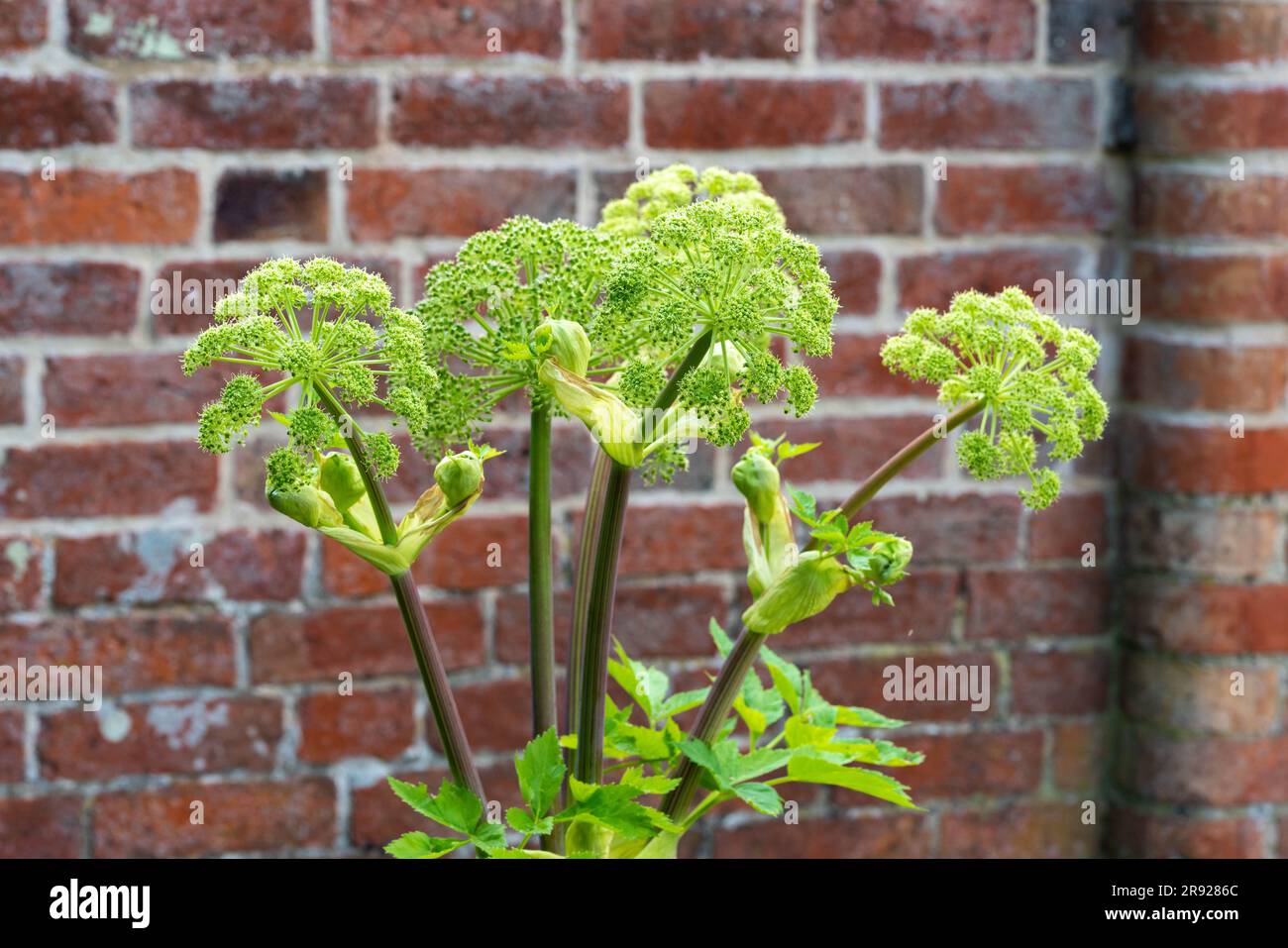Doddington Hall Lincolnshire, growing sweet peas, fragrance, Victorian