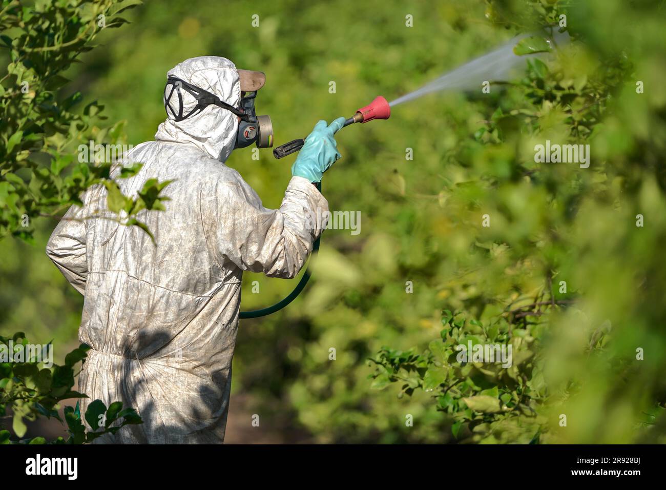 Farm worker spraying pesticide on lemon trees in protective suit Stock Photo