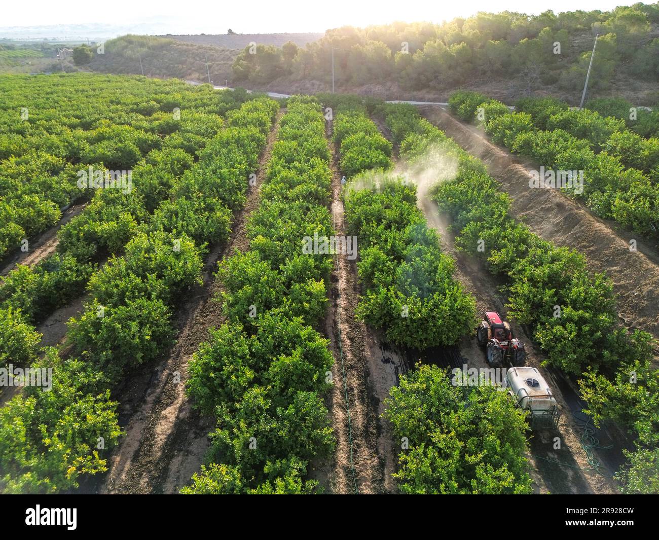 Farm worker spraying pesticide on lemon agricultural field Stock Photo