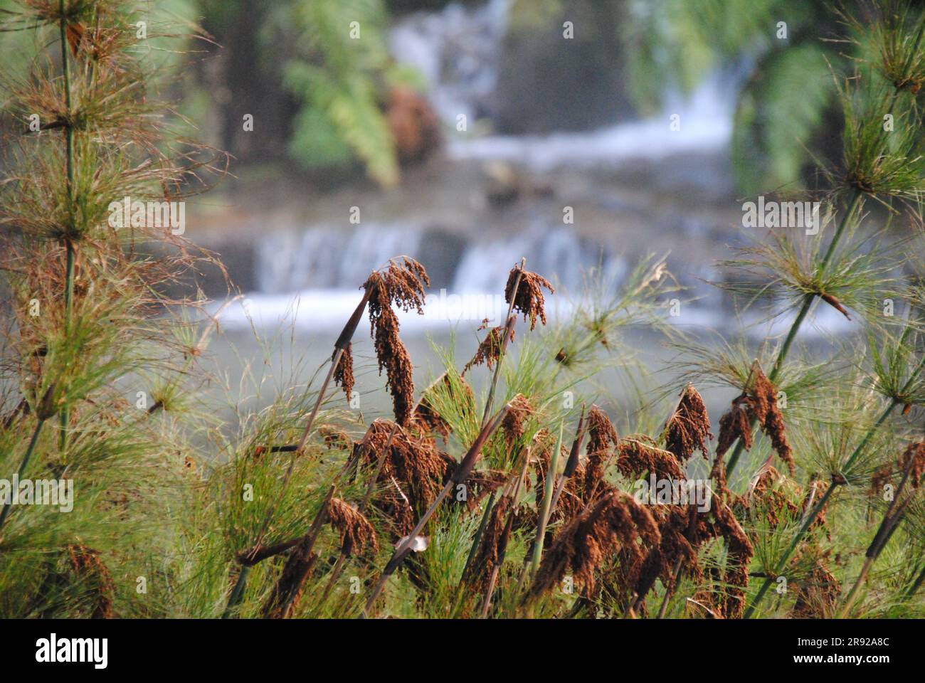 Green plants in front waterfall hi-res stock photography and images - Alamy