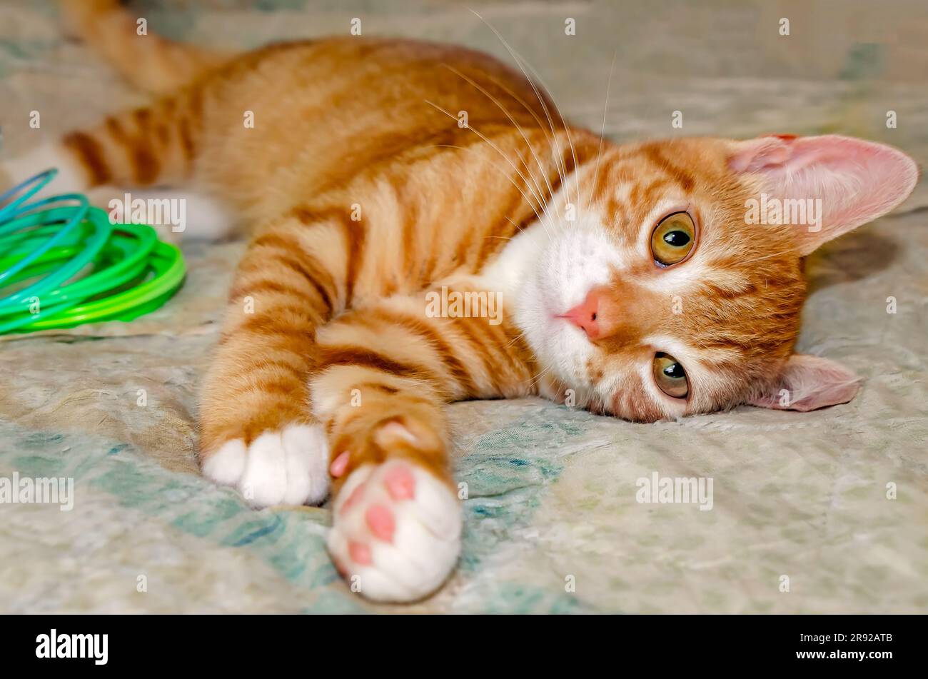 Wolfie, a 10-week-old orange and white kitten, plays with a plastic Slinky spring toy, June 7, 2023, in Coden, Alabama. Stock Photo