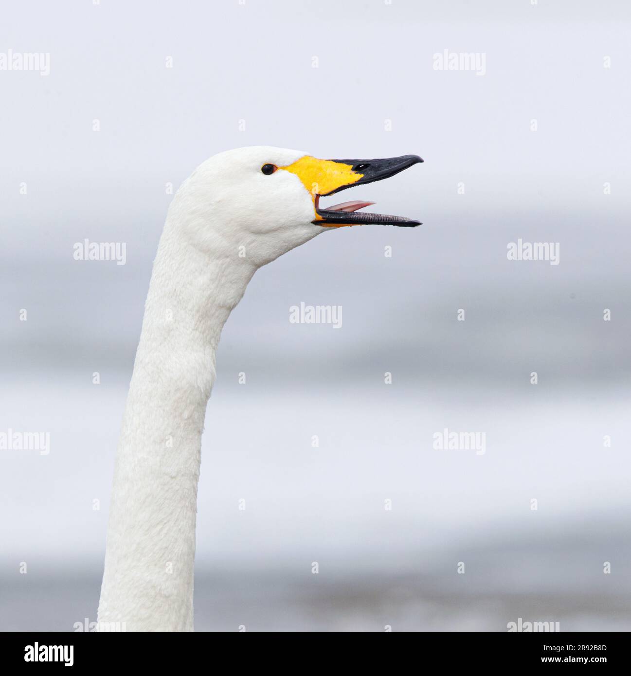 whooper swan (Cygnus cygnus), calling adult, Japan, 1 Stock Photo