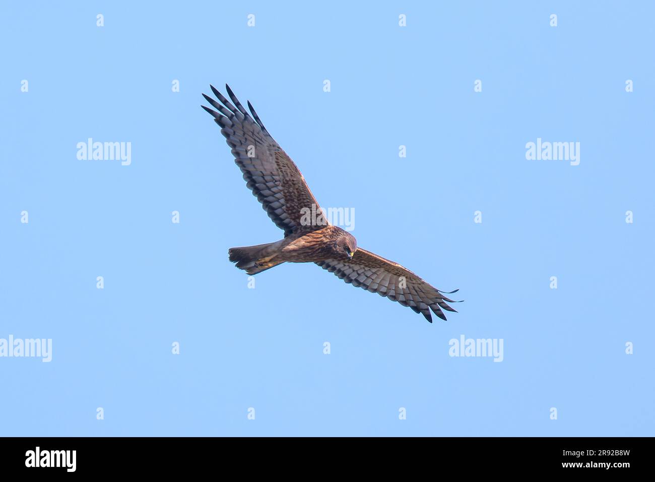 pacific-marsh-harrier-circus-approximans-in-flight-australia