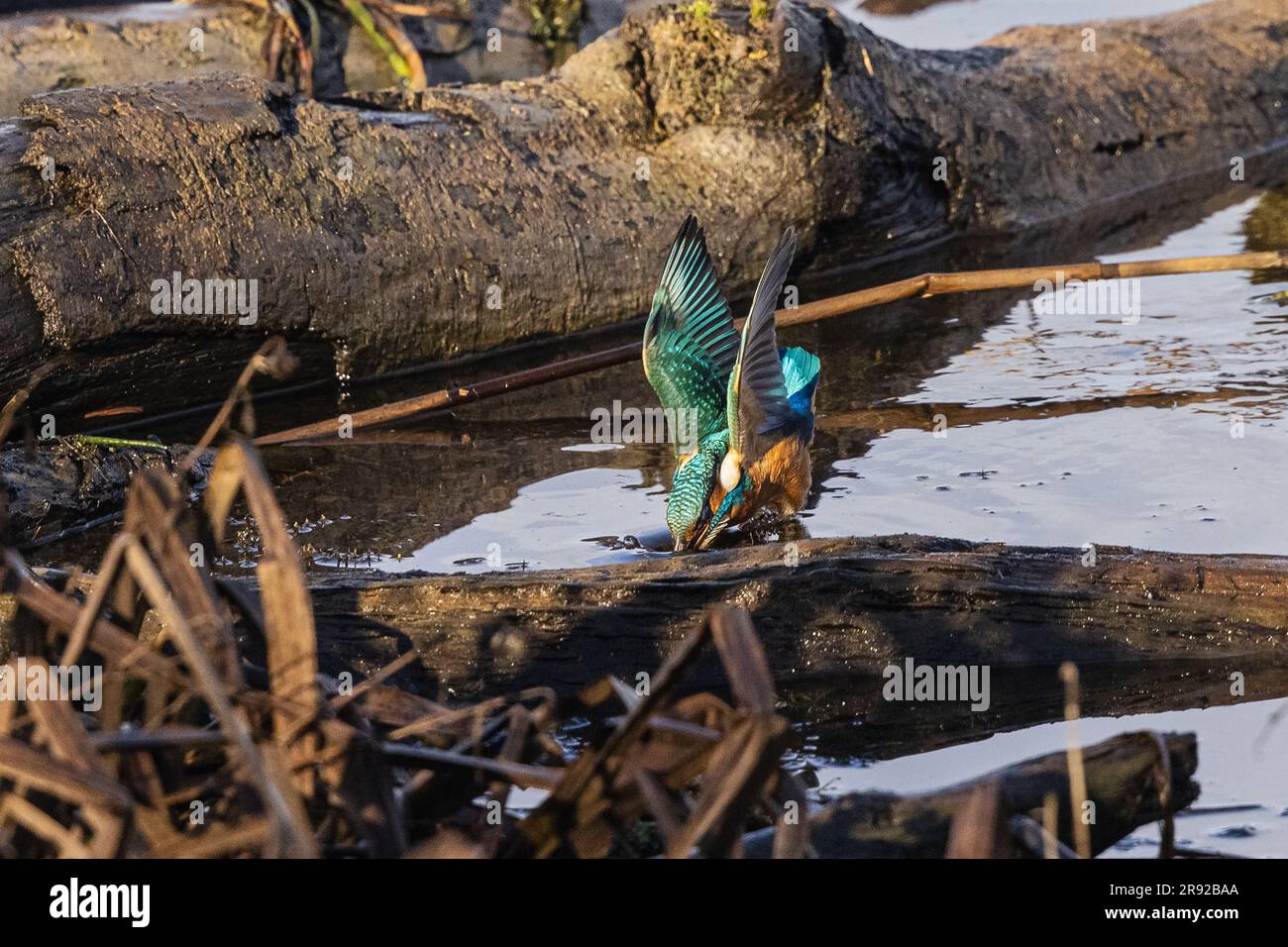 river kingfisher (Alcedo atthis), captured green frog at the end of December on the lakeshore, Germany, Bavaria Stock Photo