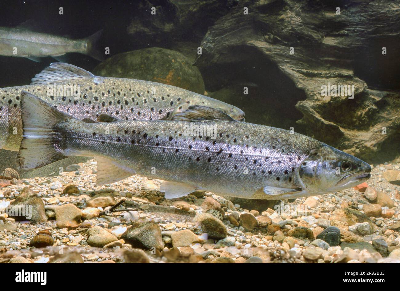 lake trout (Salmo trutta lacustris), swimming, side view Stock Photo