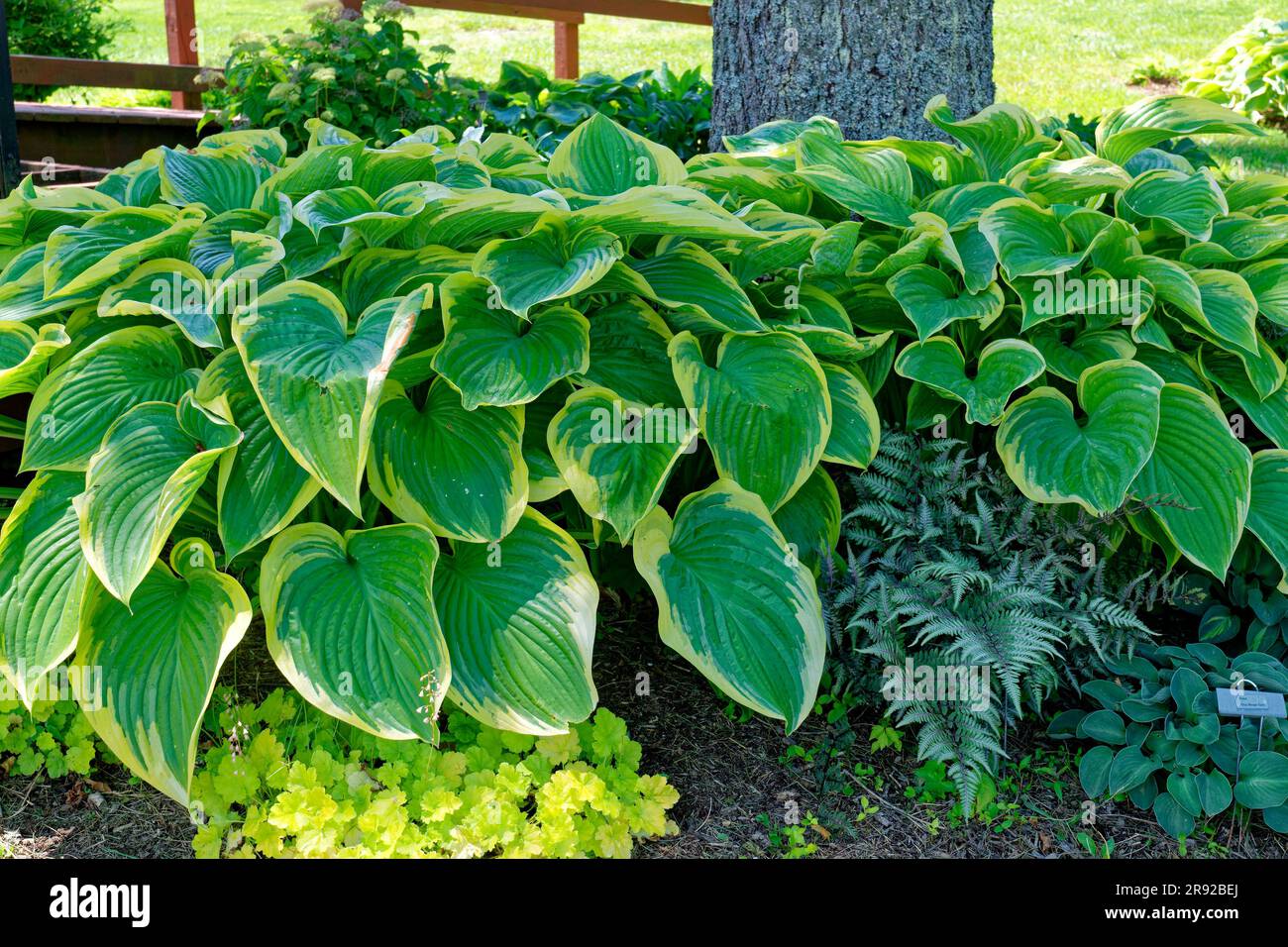 Heuchera plants and ferns and a few varieties of hostas growing around a tree in a shade garden closeup view Stock Photo