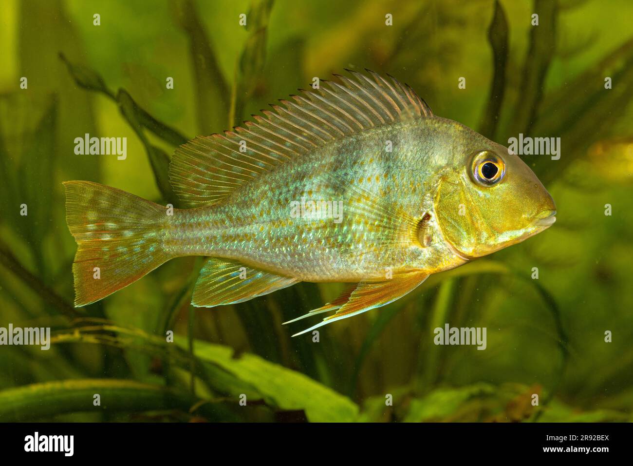 Surinam pearl cichlid, Surinam Geophagus (Geophagus surinamensis), swimming, side view Stock Photo