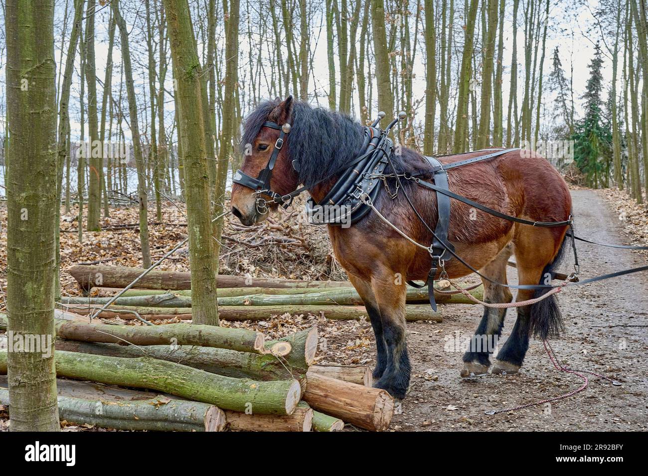 Belgian, Belgian Draft (Equus przewalskii f. caballus), logging horse
