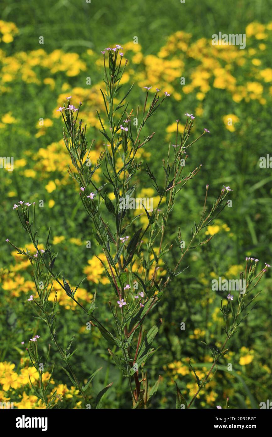 American willow-herb, hairy willow-herb (Epilobium ciliatum, Epilobium adenocaulon), blooming, Germany Stock Photo