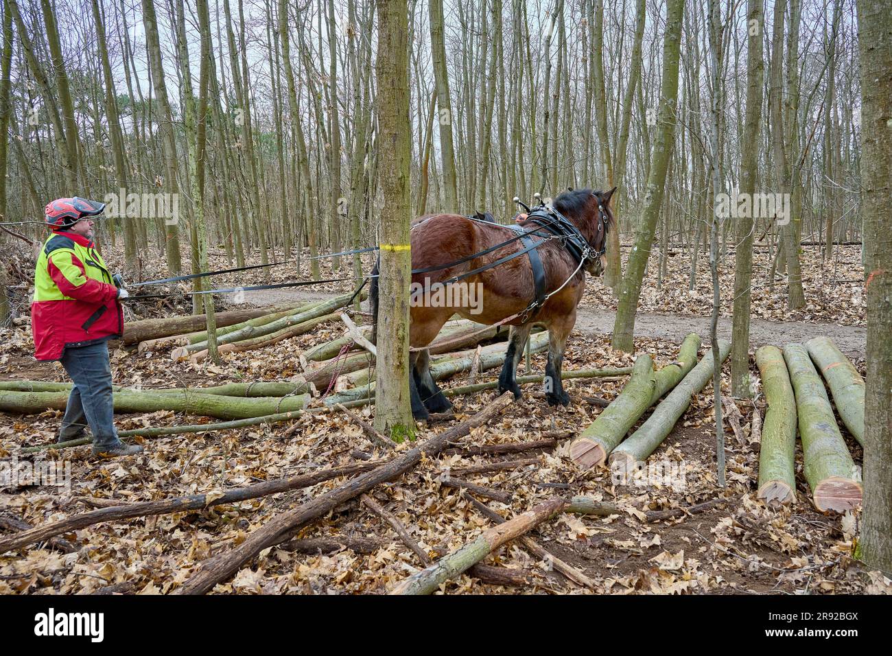 Belgian, Belgian Draft (Equus przewalskii f. caballus), logging horse ...
