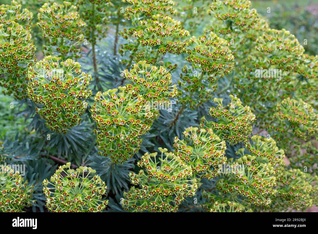 Euphorbia is a very large and diverse genus of flowering plants, commonly called spurge. Stock Photo