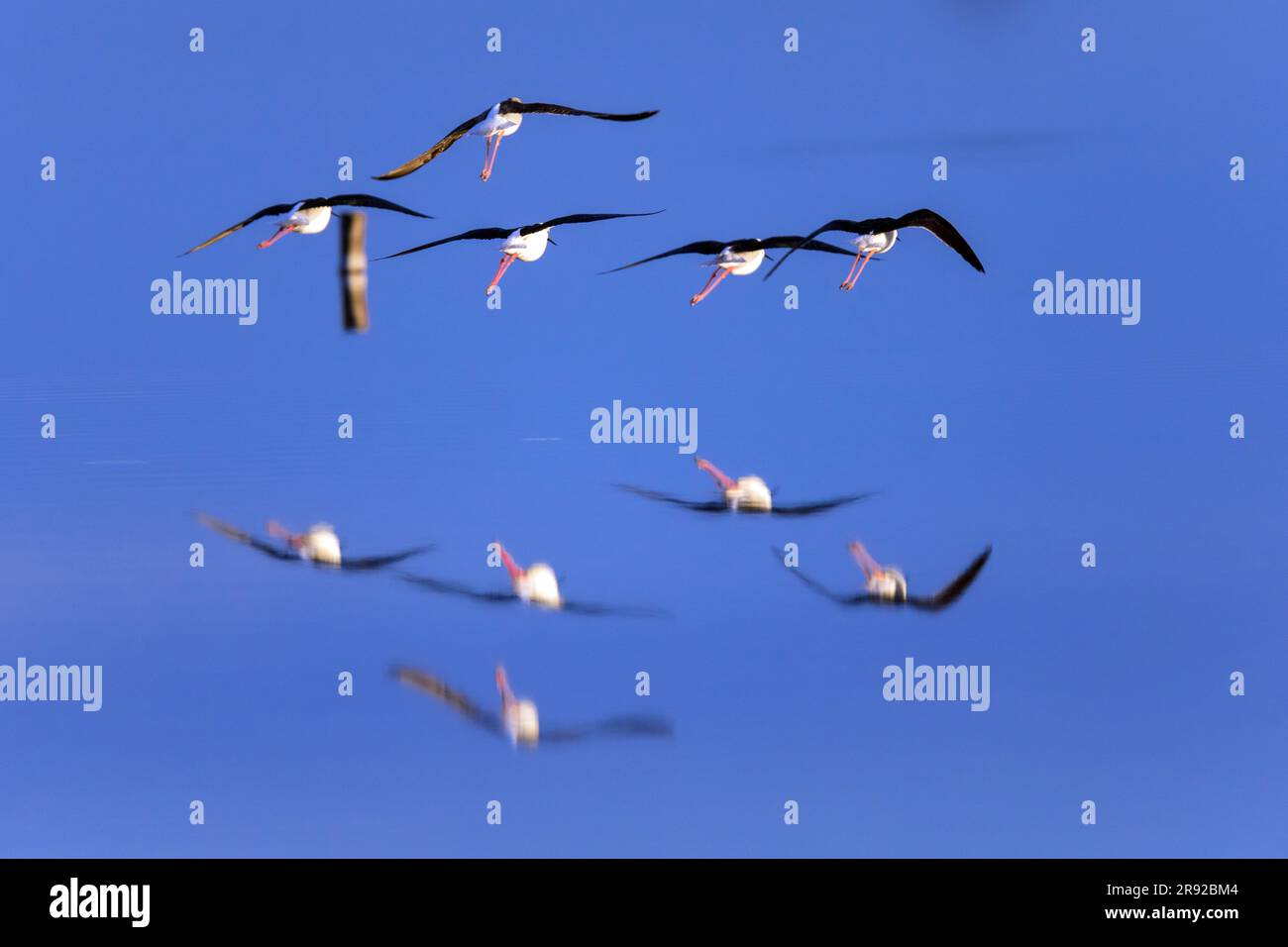 Australian stilt (Himantopus leucocephalus), group in flight over water