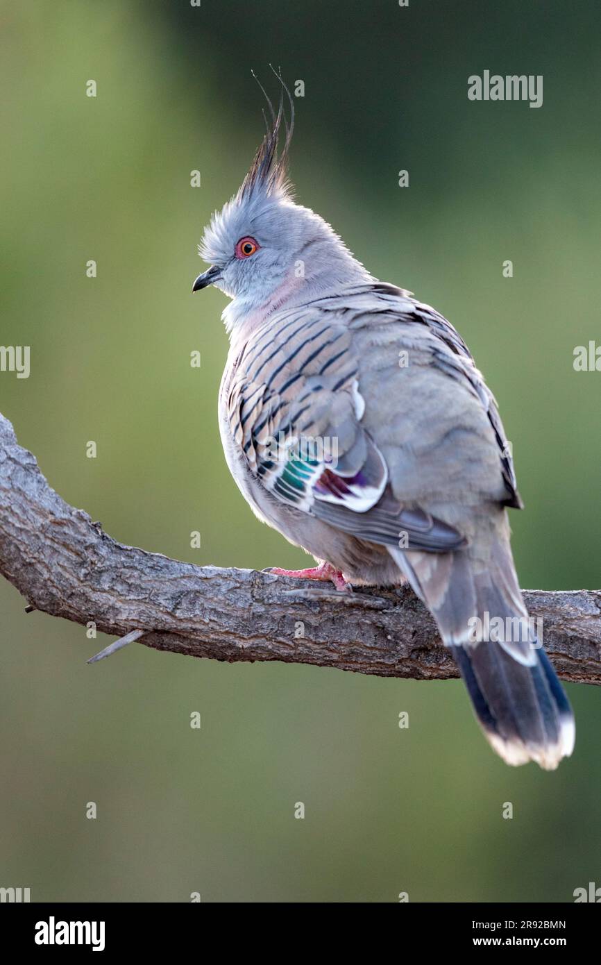 crested pigeon (Ocyphaps lophotes), sitting on a branch, Australia, Suedaustralien Stock Photo