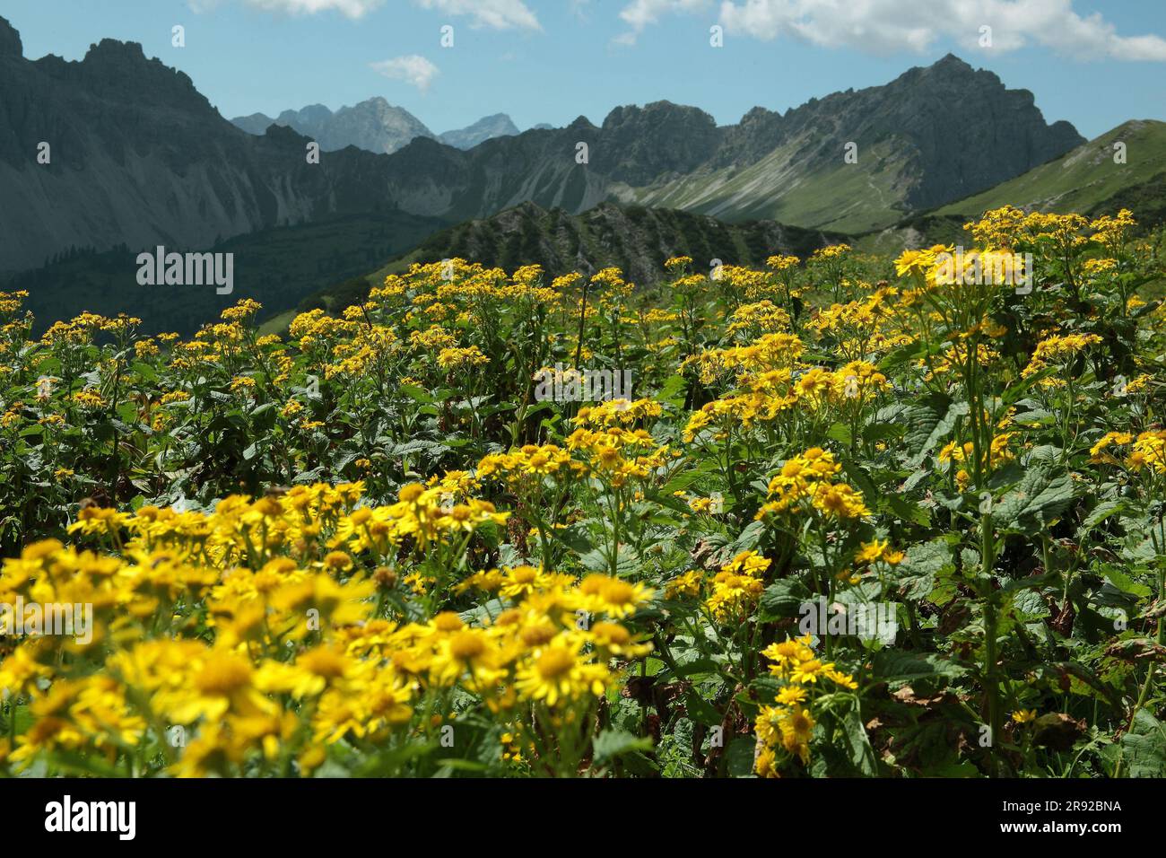 Alpine Ragwort (Senecio alpinus, Senecio cordatus), blooming, Germany ...