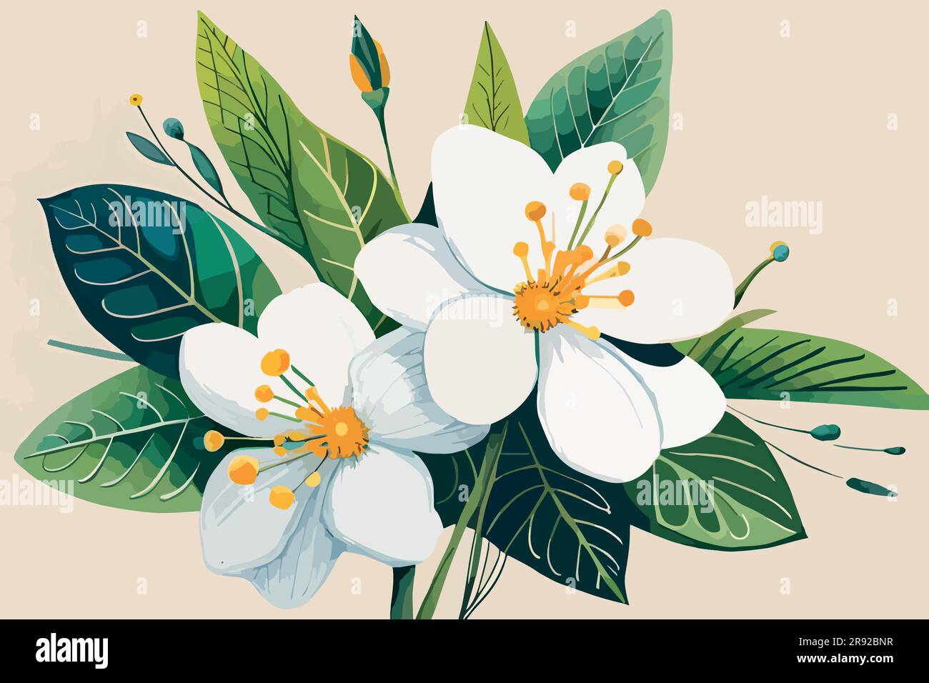 jasmine flower watercolor art Stock Vector Image & Art Alamy