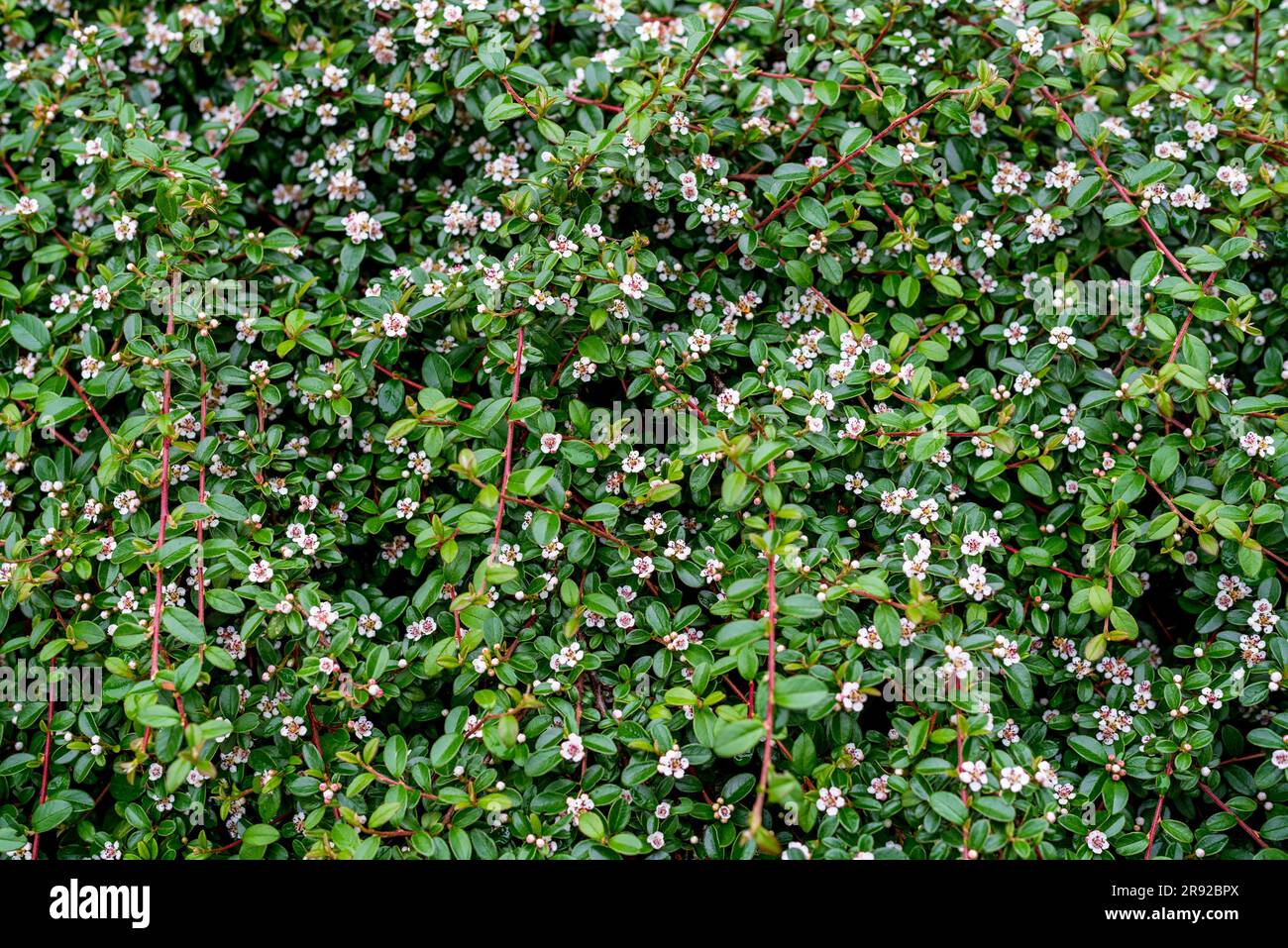 Cotoneaster dammeri, the bearberry cotoneaster, is a species of flowering plant in the genus Cotoneaster, belonging to the family Rosaceae, native to Stock Photo