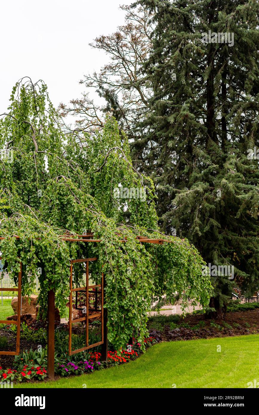 Beautiful spring, summer garden with decoration, wooden windows on trees. Stock Photo