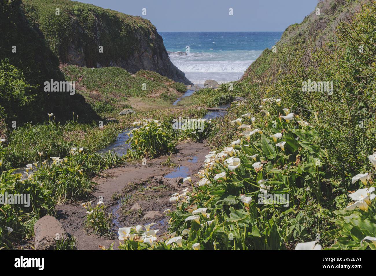common calla lily, Jack in the pulpit, florist's calla, Egyptian lily, Arum Lily (Zantedeschia