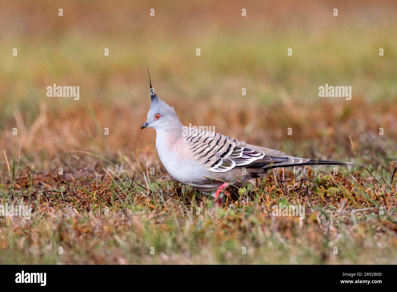 crested pigeon (Ocyphaps lophotes), sitting on the ground, Australia, South Australia Stock Photo