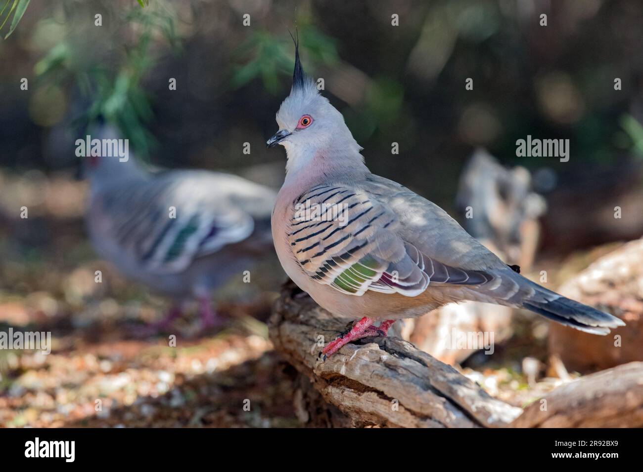 crested pigeon (Ocyphaps lophotes), sitting on a branch near the ground, Australia, Suedaustralien Stock Photo