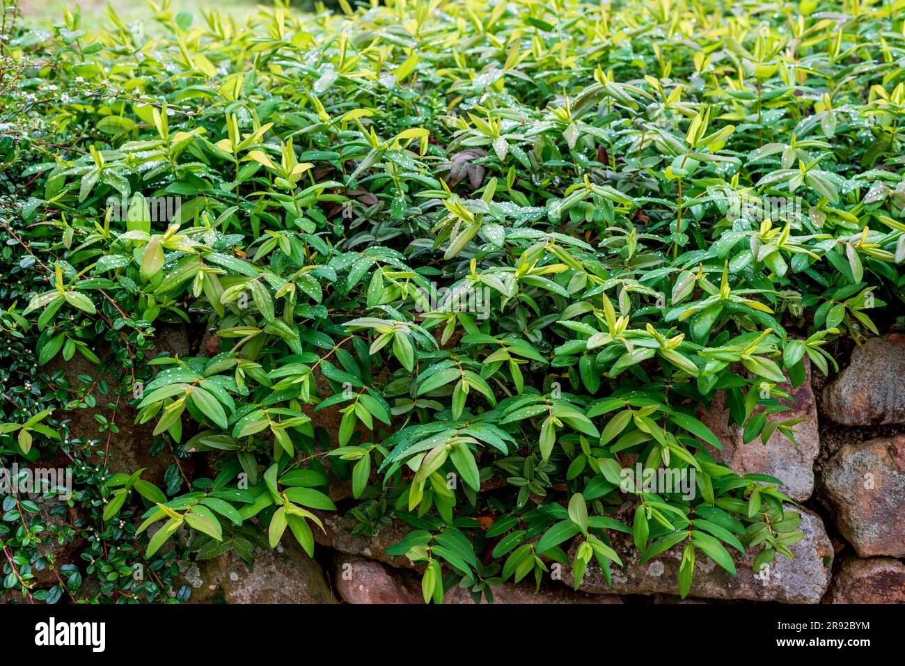 Hypericum perforatum, known as St. John's wort, is a flowering plant in the family Hypericaceae and the type species of the genus Hypericum. Stock Photo