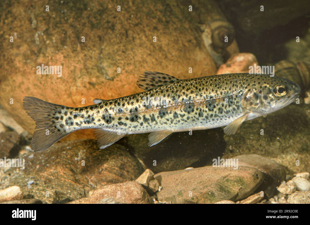 rainbow trout (Oncorhynchus mykiss, Salmo gairdneri), juvenile, side view Stock Photo