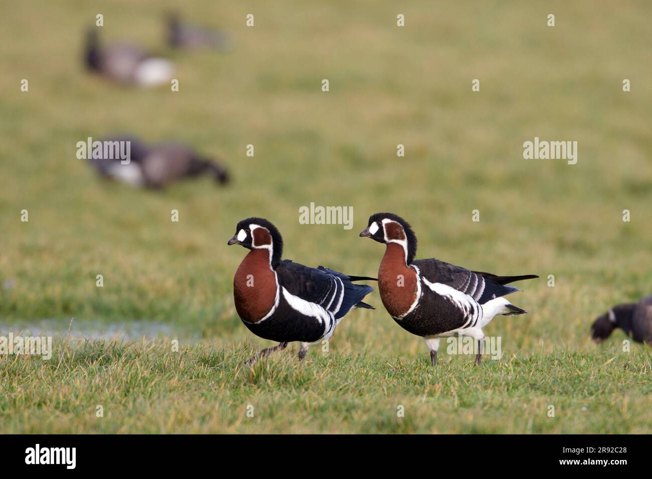 red-breasted goose (Branta ruficollis), adult and immature in meadow, Netherlands, Terschelling Stock Photo