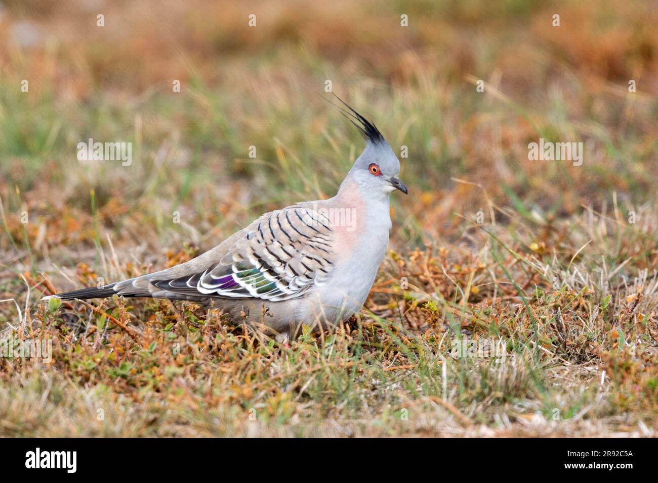crested pigeon (Ocyphaps lophotes), sitting on the ground, Australia, Suedaustralien Stock Photo