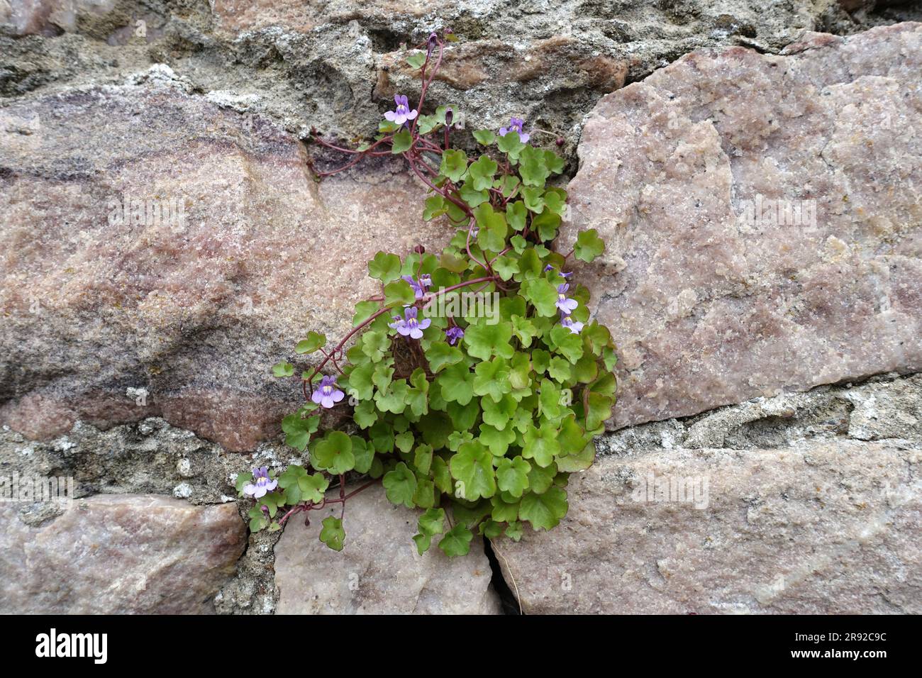 Kenilworth ivy, Ivy-leaved toadflax, Coliseum ivy (Cymbalaria muralis, Linaria muralis), in a crevice in the wall, France, Brittany Stock Photo