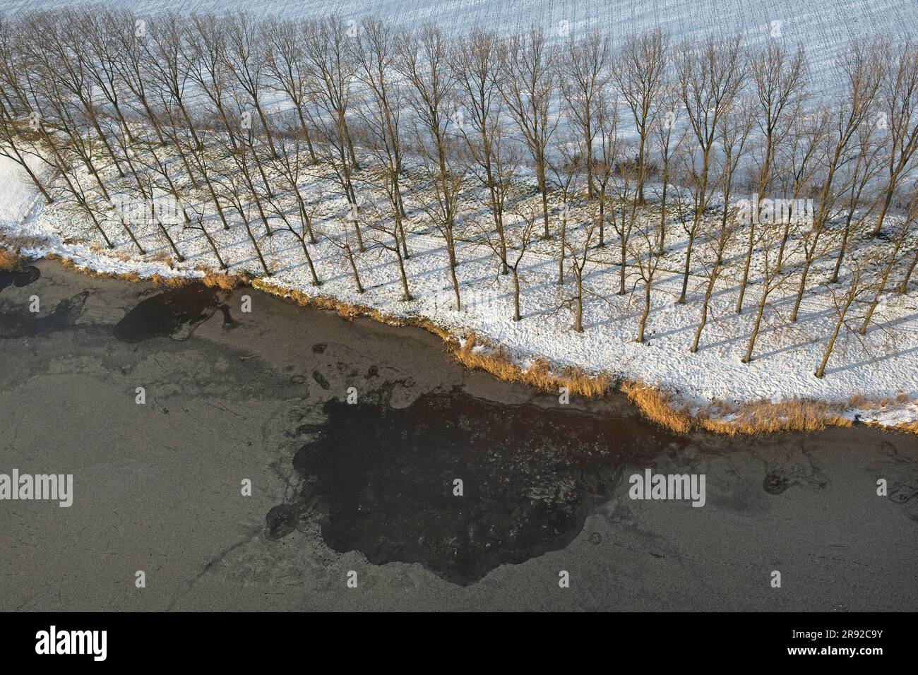 rows of trees along a watercourse in winter, aerial photograph, Belgium, East Flanders, Meetjeslands Krekengebied, Meetjesland Stock Photo