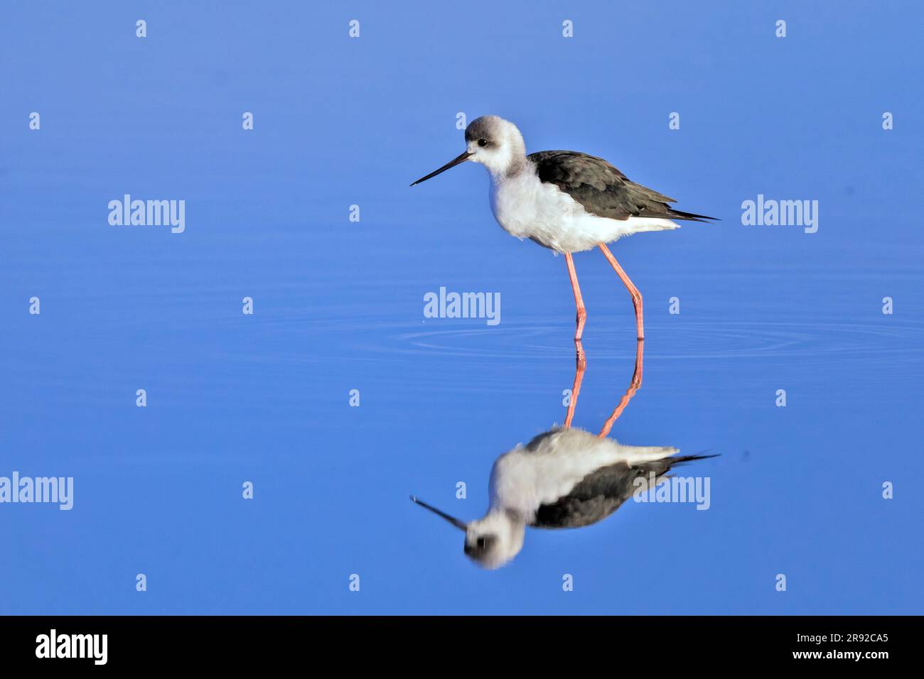 Australian stilt (Himantopus leucocephalus), standing in shallow water