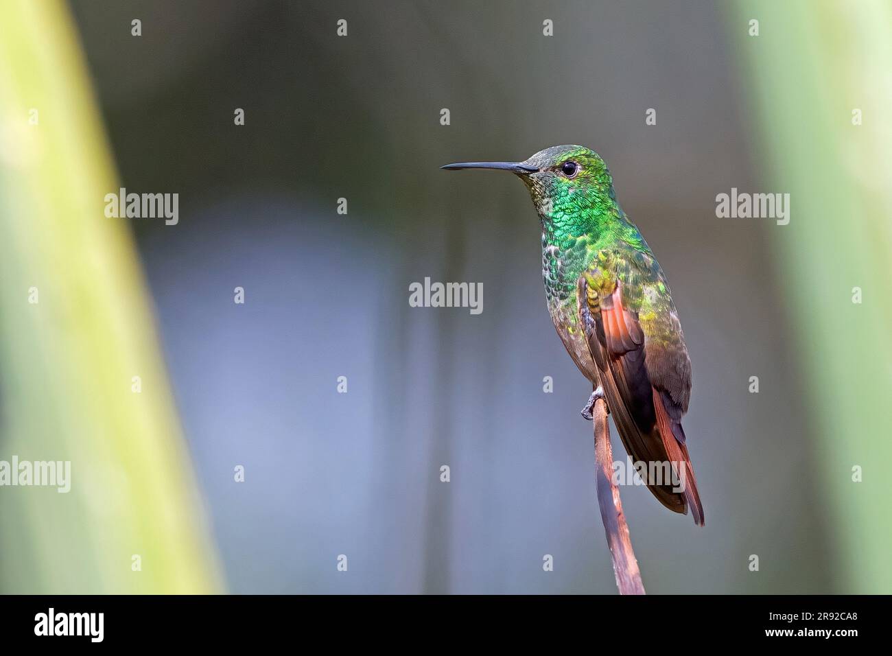 berylline hummingbird (Amazilia beryllina), male, Mexico Stock Photo