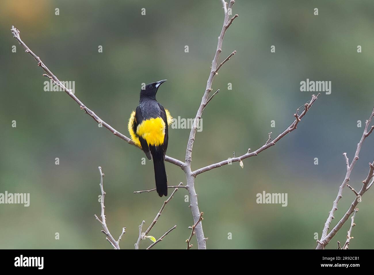 blackvented oriole (Icterus wagleri, Icterus wagleri wagleri), perched
