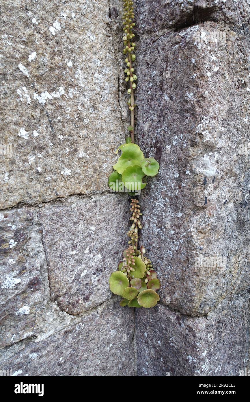 navelwort, pennywort (Umbilicus rupestris), in a crack in the wall, France, Brittany Stock Photo