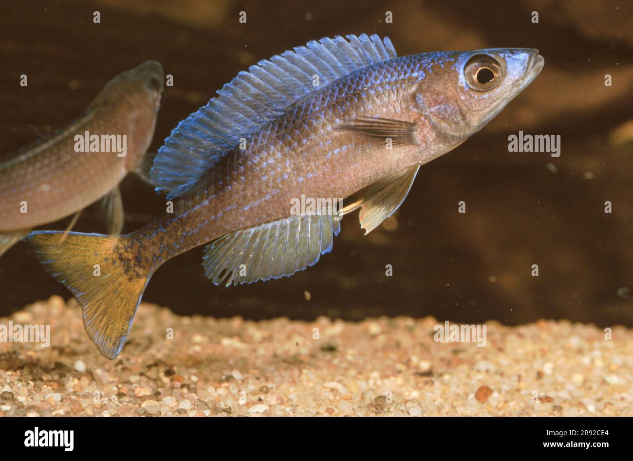 Slender Cichlid (Cyprichromis leptosoma), swimming male, side view Stock Photo