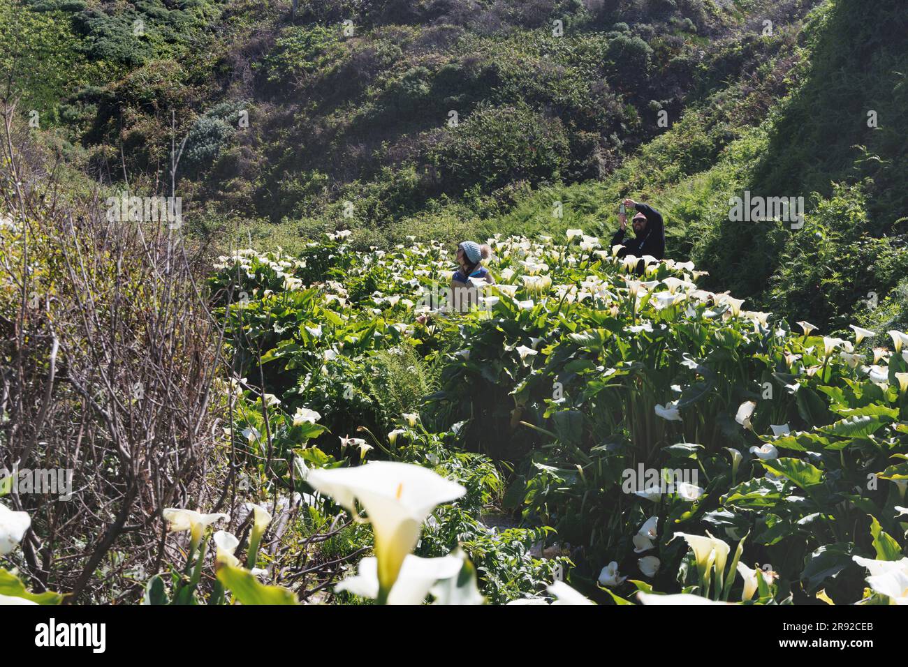 common calla lily, Jack in the pulpit, florist's calla, Egyptian lily, Arum Lily (Zantedeschia