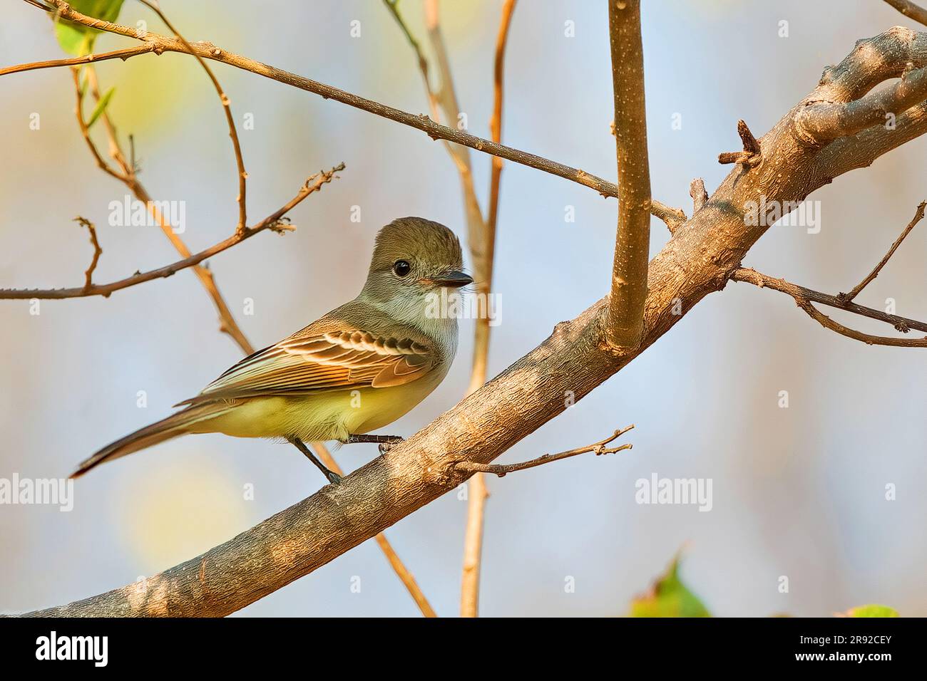 palethroated flycatcher (Myiarchus nuttingi inquietus, Myiarchus