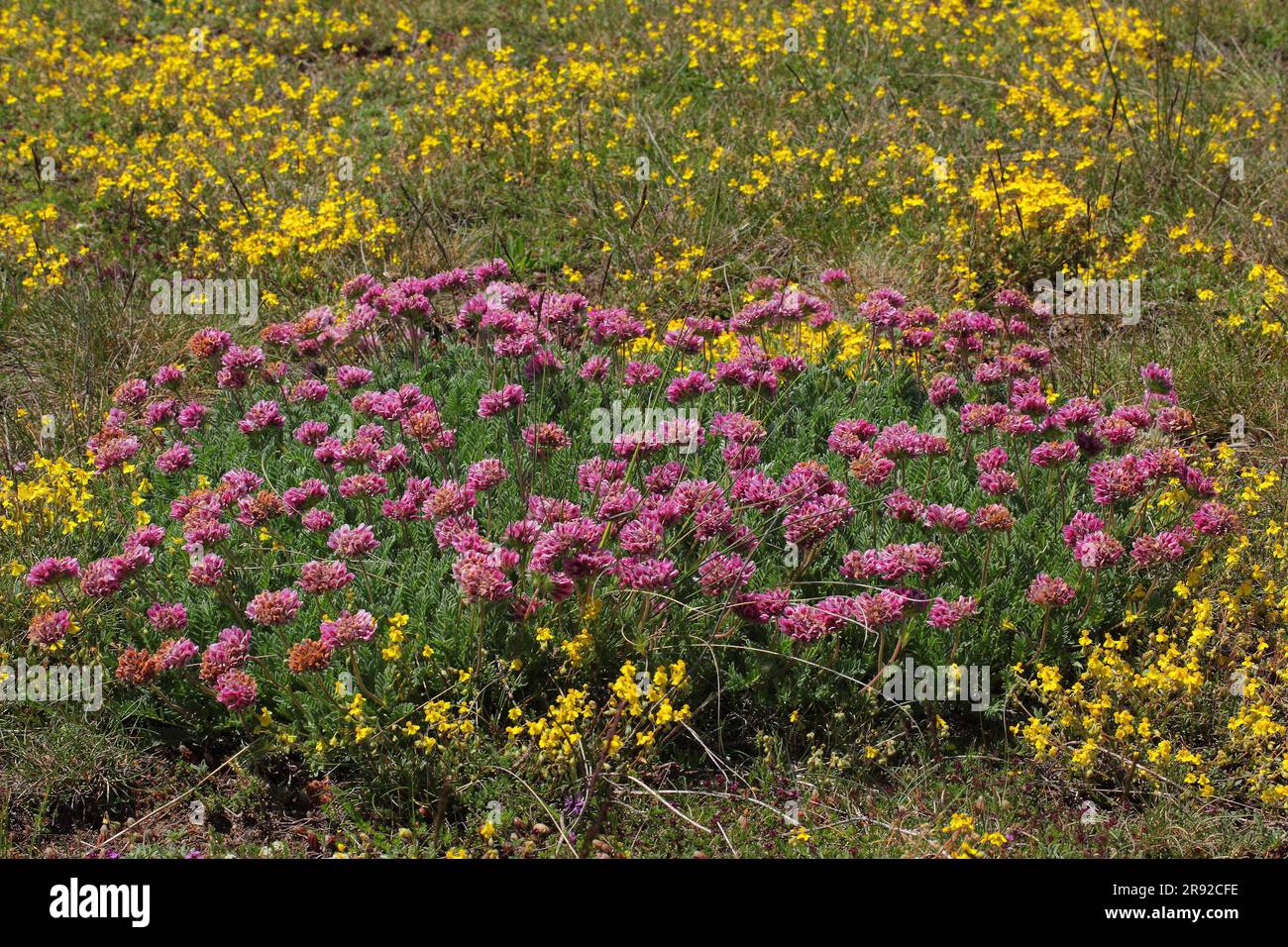 mountain kidney vetch (Anthyllis montana), blooming, Germany Stock Photo