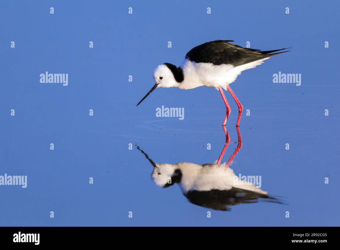 Australian stilt (Himantopus leucocephalus), standing in shallow water