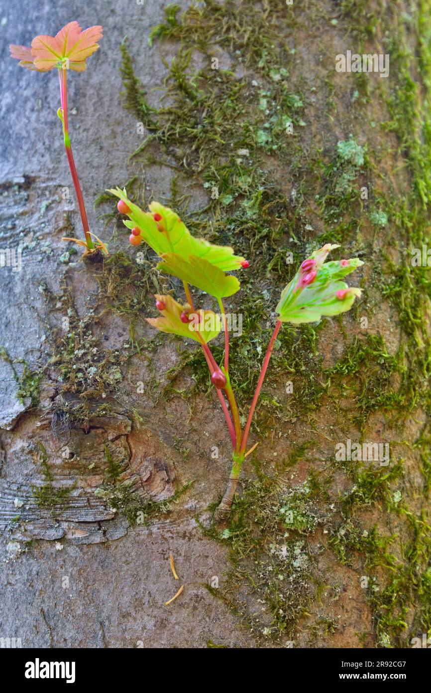 Maple gall (Pediaspis aceris), galls at keaves of sycamore maples, Acer pseudoplatanus , Germany, North Rhine-Westphalia Stock Photo