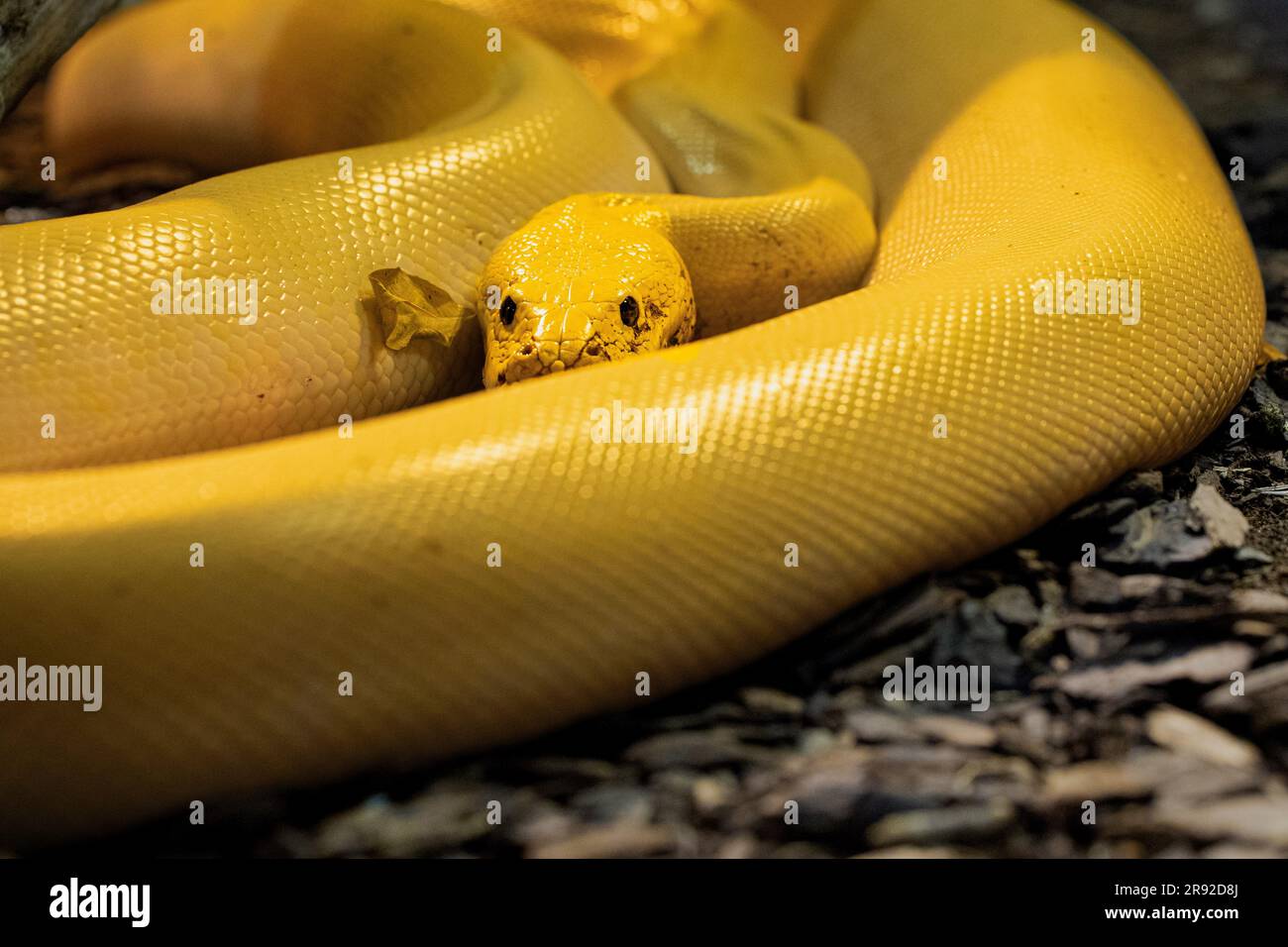 Coiled burmese python hi-res stock photography and images - Alamy