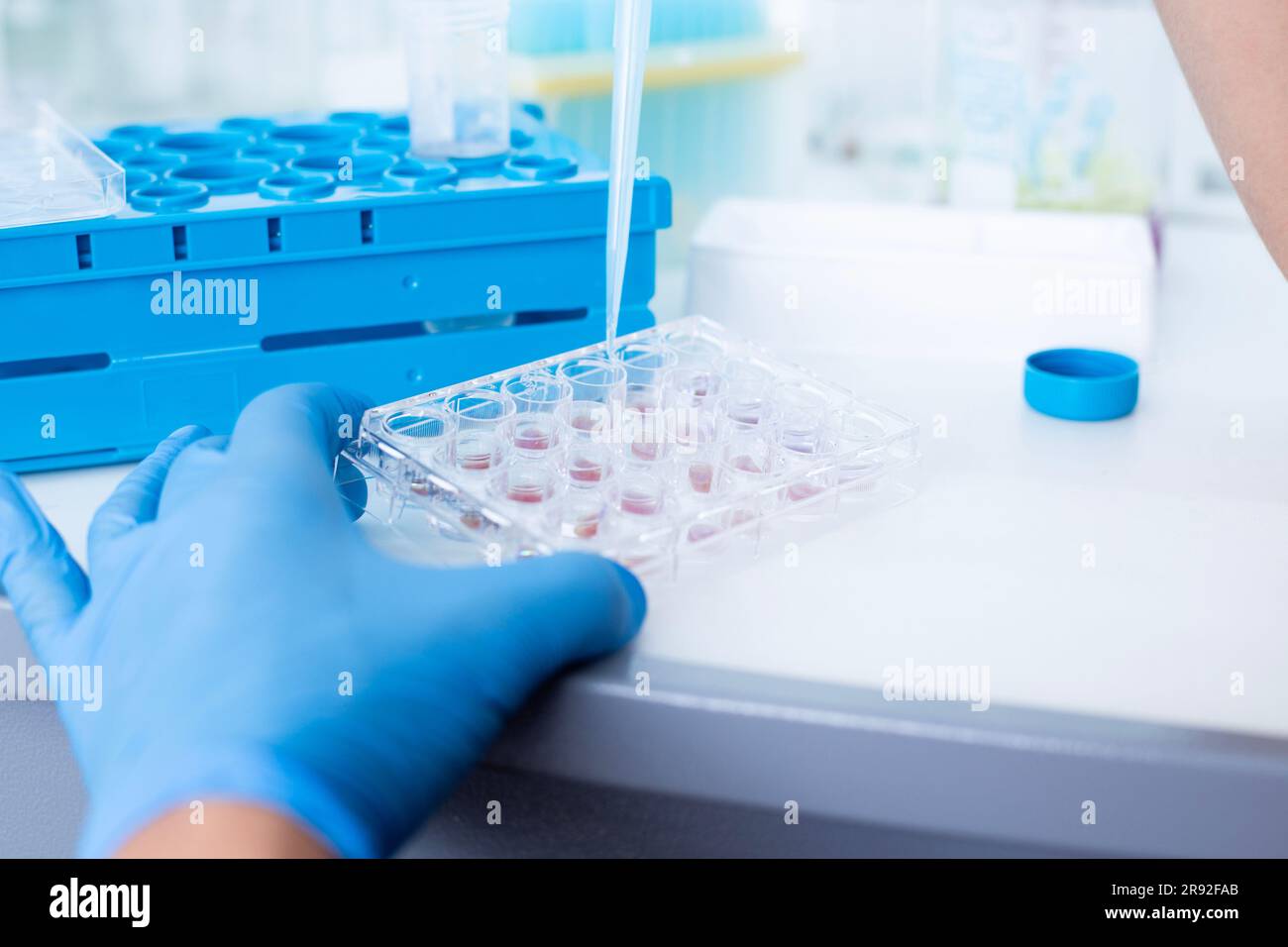 In vitro cellular assay using multi pipette and  well plate  cell culture Stock Photo